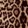 LEOLA Leopard Print Lace Shorts